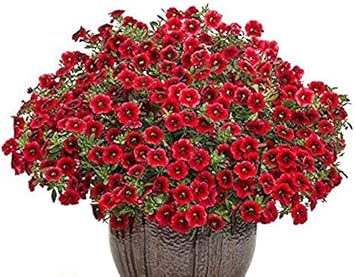 Flower Seeds, Seeds for Planting, Plant Seeds