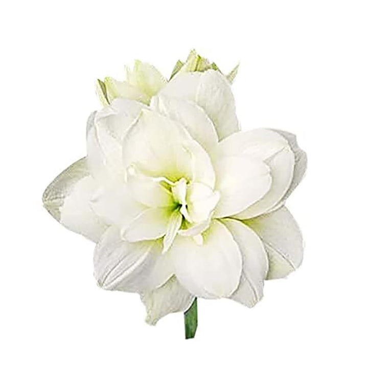 Marde Ross Marquise Amaryllis Double White Seeds – Heirloom, Non-GMO, High Germination Organic Garden Seeds for Planting