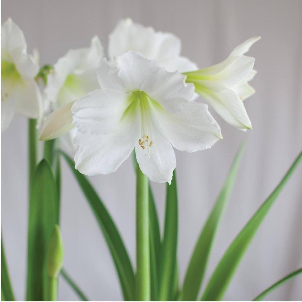 bulb seeds flower White Sunrise Amaryllis Bulb Flower Seeds for Exotic Organic Garden Blooms  – Neeraseeds