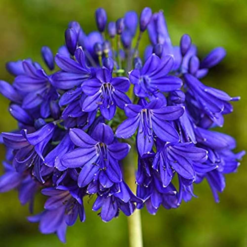 Blue Nile Agapanthus Flower Seeds for Planting – NON GMO Heirloom Seeds, High Germination, Organic Garden
