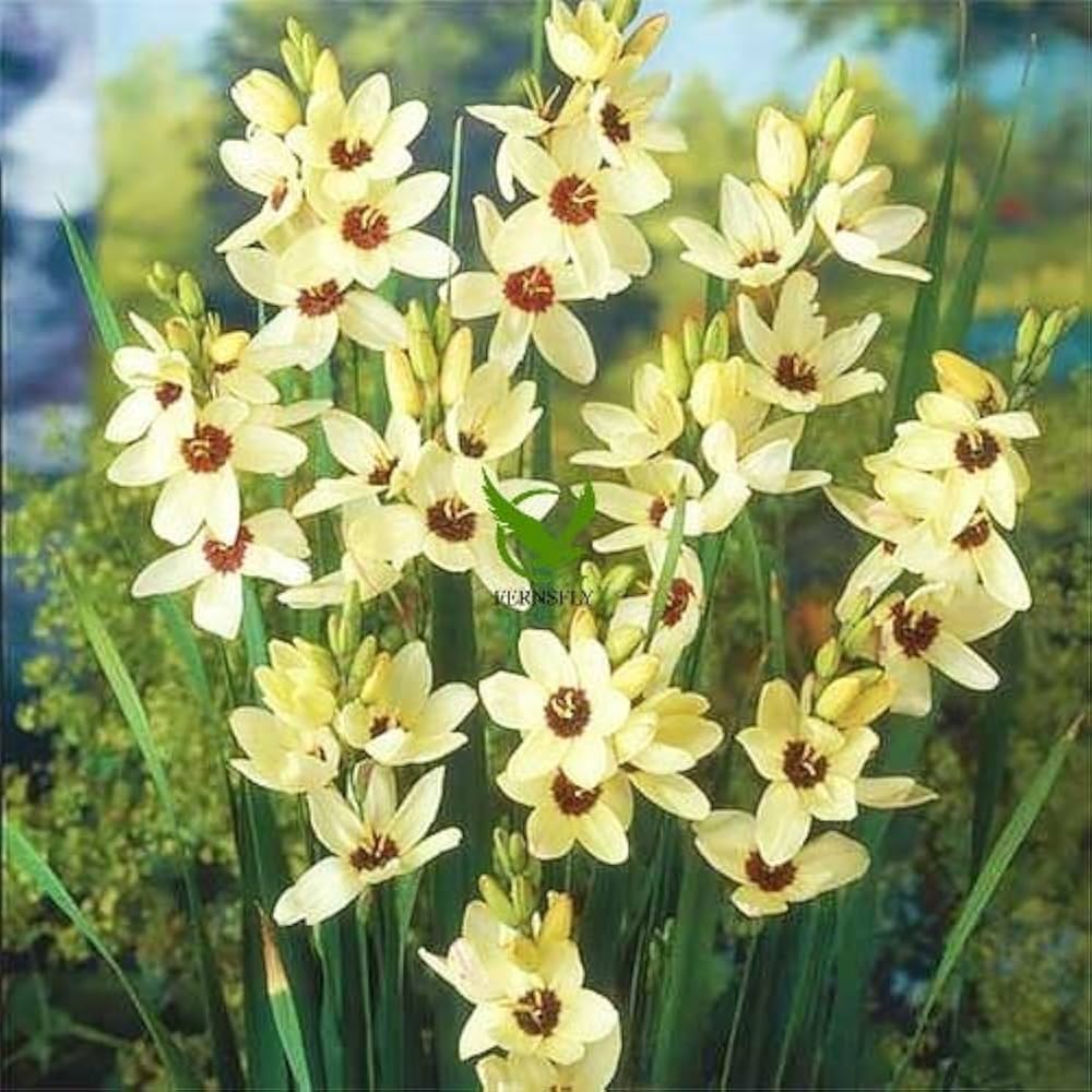 \Heirloom Ixia Flower Seeds for Planting - Non-GMO Colorful Bloom High Germination Organic Garden Seeds