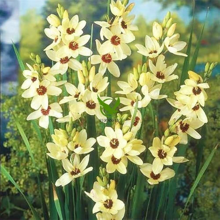 \Heirloom Ixia Flower Seeds for Planting - Non-GMO Colorful Bloom High Germination Organic Garden Seeds