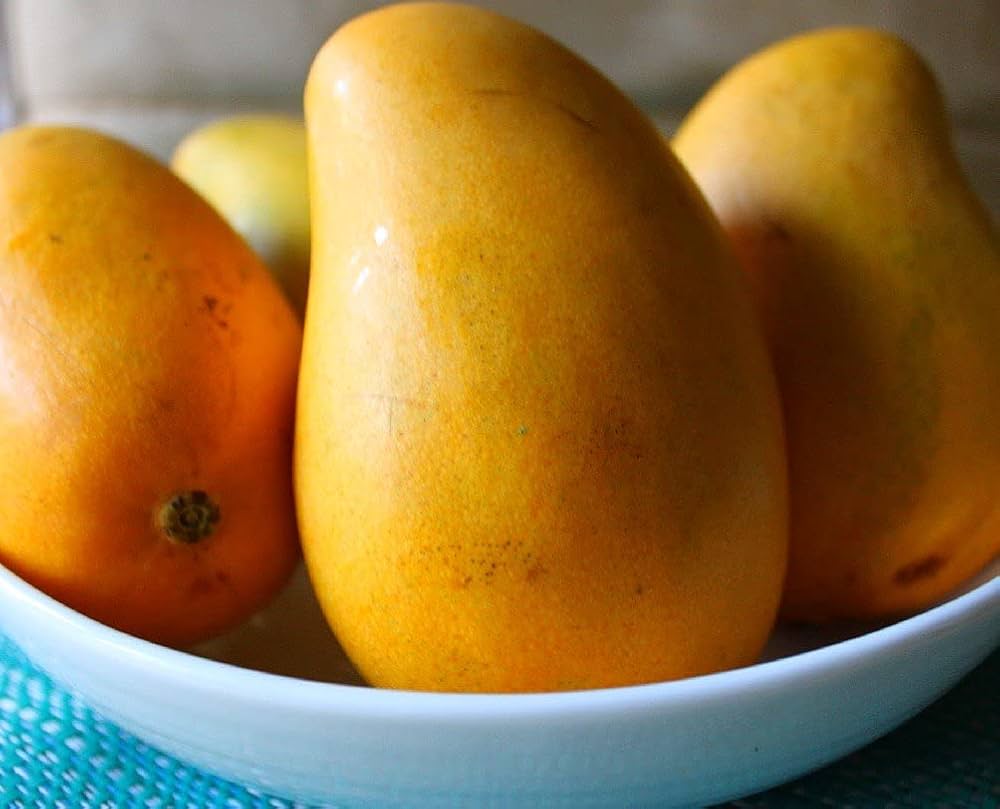 Ataulfo Mango Fruit Seeds for Planting – Organic, High-Yield, Easy to Grow, Heirloom seeds