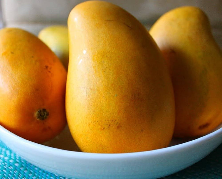 Ataulfo Mango Fruit Seeds for Planting – Organic, High-Yield, Easy to Grow, Heirloom seeds