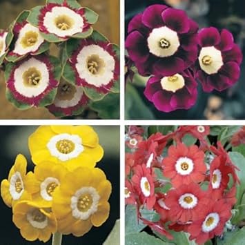 Flower Seeds, Seeds for Planting, Plant Seeds