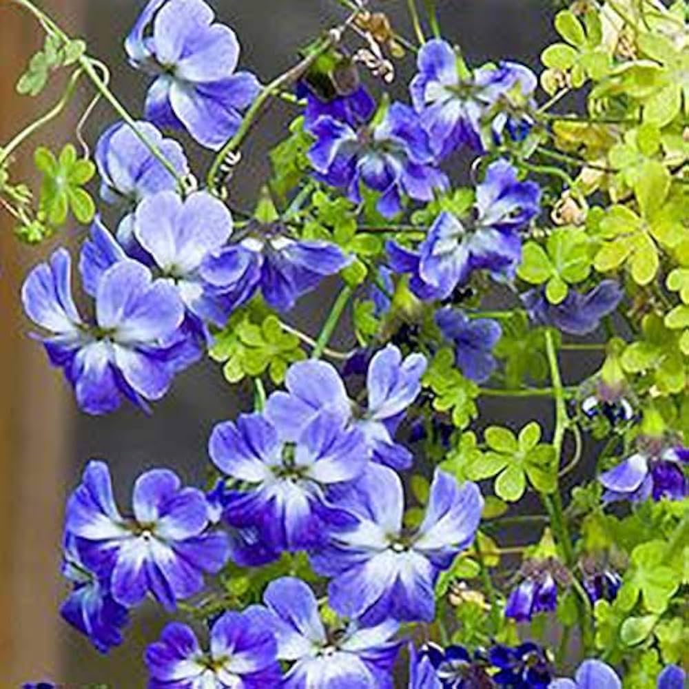 Blue Nasturtium Flower Seeds for Planting – Heirloom Non-GMO | High Germination Organic Garden Seeds