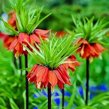 planting fritillaria seeds Red Crown Imperial Fritillaria Flower Seeds for Planting – Heirloom,  Non-GMO, High Germination Tall Spring Blooms for Garden Displays