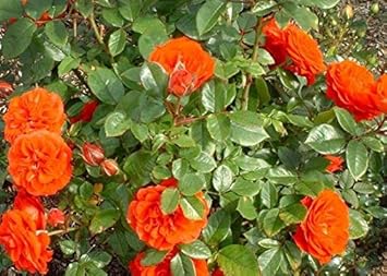 Flower Seeds, Seeds for Planting, Plant Seeds