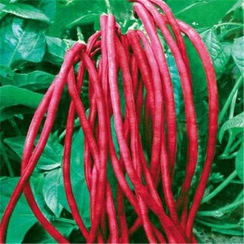 Burgundy Bean Vegetable Seeds for Planting – Heirloom Non-GMO Organic Garden Seeds, High Germination