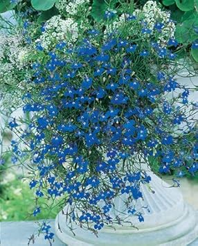 Flower Seeds, Seeds for Planting, Plant Seeds