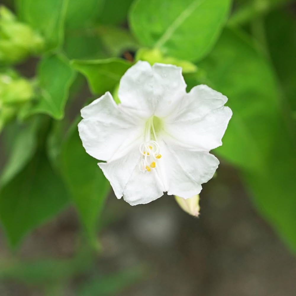 White Mirabilis Flower Seeds – Heirloom Non-GMO High Germination Organic Garden Seeds for Planting