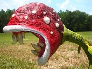 succulent plant enchantress carnivorous Enchantress Carnivorous Plant Seeds, Exotic Insect Trapping Wonders for Unique Gardens 100 pcs