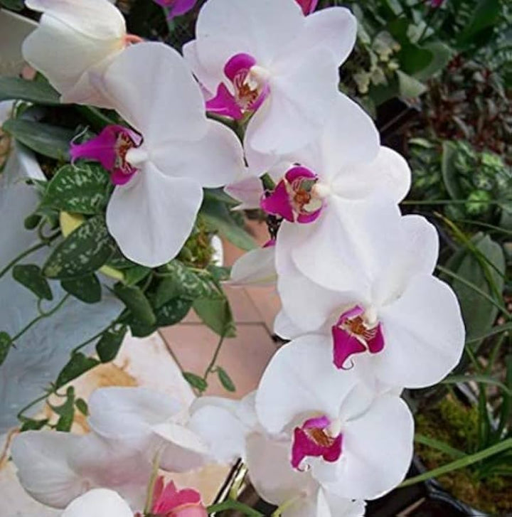 Yellow White Phalaenopsis Orchid Flower Seeds for Planting – Heirloom, Non-GMO, High Germination Organic Garden Seeds