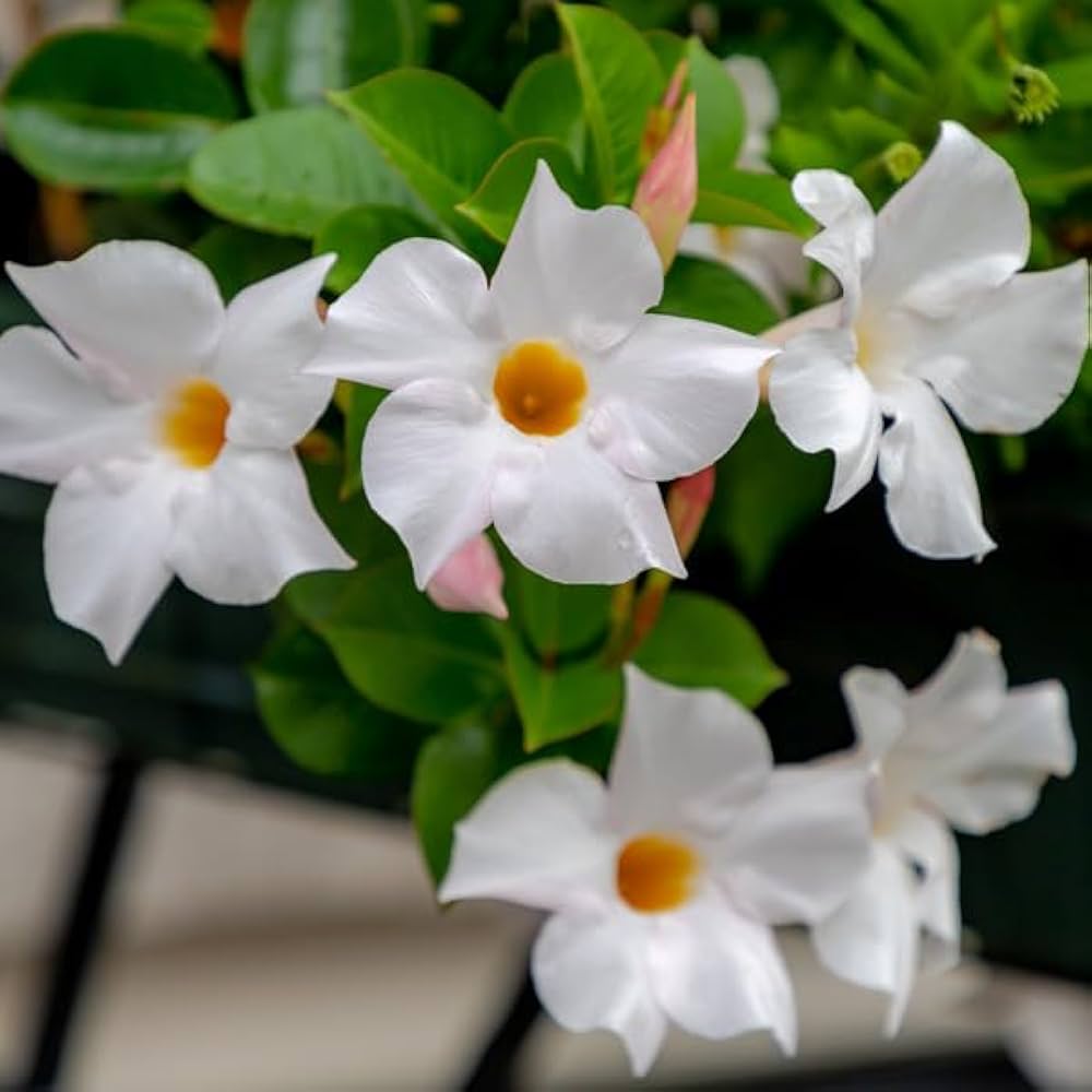 White Mandevilla Flower Seeds for Planting – Heirloom, Non-GMO, High Germination Tropical Climbing Vine Seeds