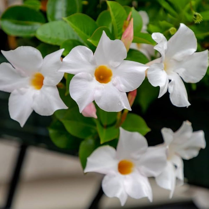 White Mandevilla Flower Seeds for Planting – Heirloom, Non-GMO, High Germination Tropical Climbing Vine Seeds