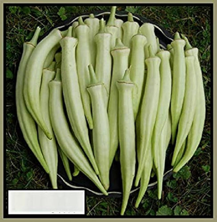 White Okra Vegetable Seeds for Planting – Heirloom, Non-GMO Seeds for High-Yield Organic Garden Growing