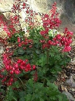 Flower Seeds, Seeds for Planting, Plant Seeds