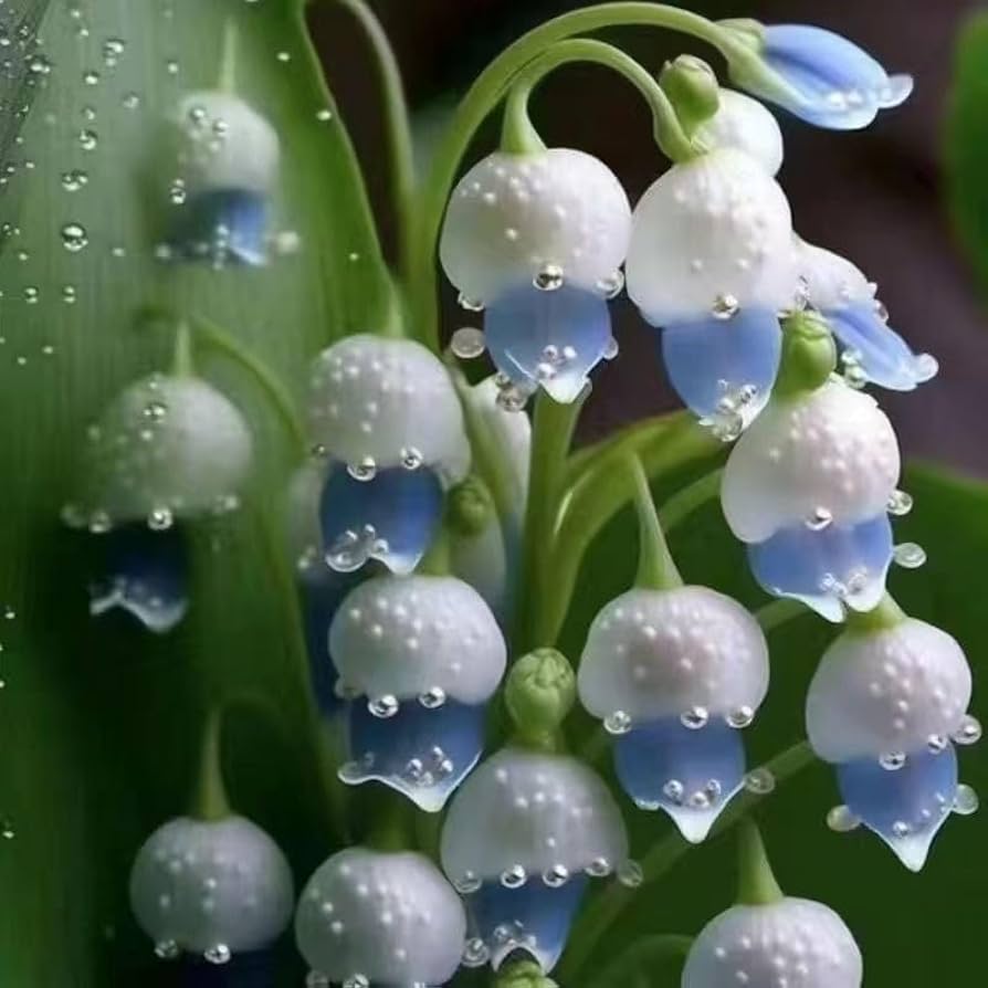lily of the valley flower seeds Mixed Color Lily of the Valley flower Seeds for Planting