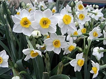 Flower Seeds, Seeds for Planting, Plant Seeds