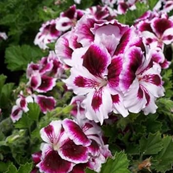 Flower Seeds, Seeds for Planting, Plant Seeds