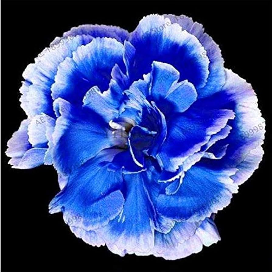 Blue Dianthus Caryophyllus Flower Seeds for Planting – Heirloom, Non-GMO, High Germination Organic Garden Seeds
