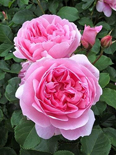 Baby Pink Double Petal English Rose Plant Seeds for Planting – Heirloom Non-GMO Organic Garden Seeds, High Germination