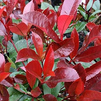 Red Photinia Robin Flower Seeds – Heirloom, Non-GMO Seeds for Colorful –  Neeraseeds