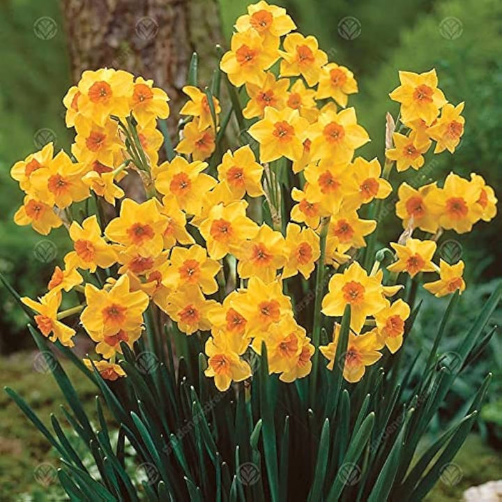 Daffodil Trumpet Flower Seeds – Heirloom, Non-GMO, High Germination Organic Garden Seeds for Planting