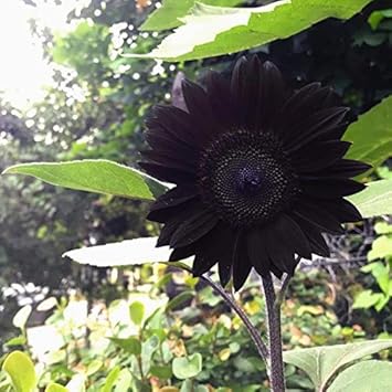 Flower Seeds, Seeds for Planting, Plant Seeds