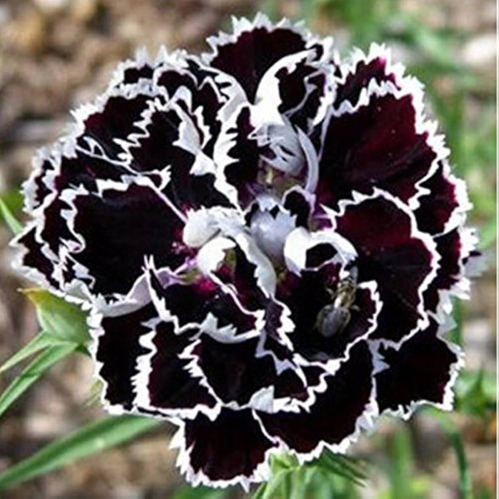 Black White Carnation Flower Seeds for Planting – Heirloom, Non-GMO, High Germination Organic Garden Seeds