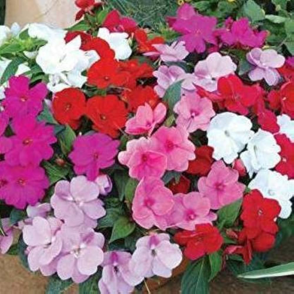 Pink Lizzie Flower Seeds for Planting – Vibrant Impatiens Seeds for Home Garden & Landscaping