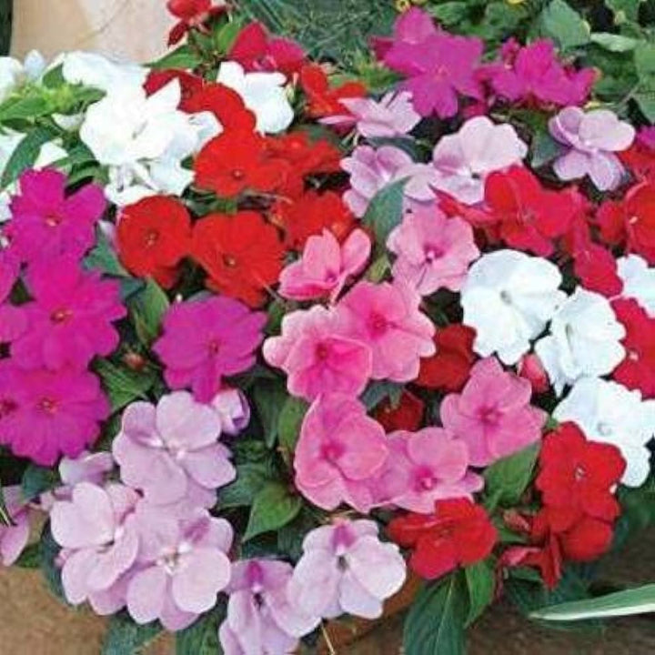 Pink Lizzie Flower Seeds for Planting – Vibrant Impatiens Seeds for Home Garden & Landscaping