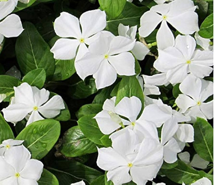 White Periwinkle Vinca Flower Seeds for Planting – Heirloom Non-GMO | High Germination Organic Garden Seeds