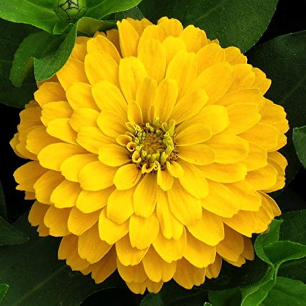 Heirloom Canary Zinnia Flower Seeds – High Germination Seeds for Planting Vibrant, Easy-to-Grow Garden Flowers