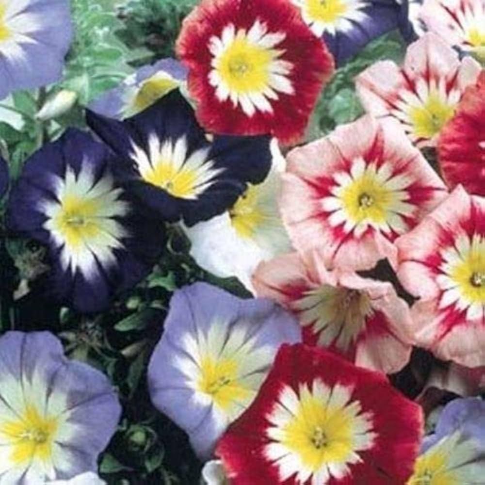 planting convolvulus seeds White Morning Glory Convolvulus Tricolor Ensign For Planting Home Garden  Flower Seeds for – Neeraseeds
