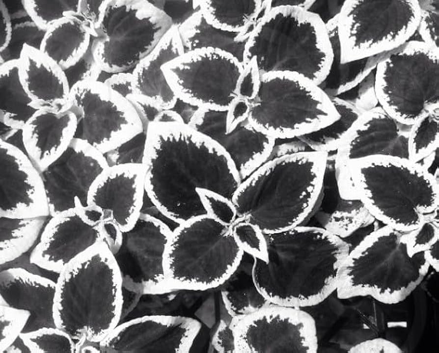 Black and White Coleus Plant Seeds for Planting – Heirloom, Non-GMO, High Germination Organic Garden Seeds
