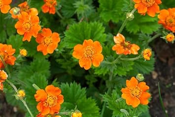 Geum Flower Seeds for Garden Planting – Non-GMO Heirloom Organic Garde –  Neeraseeds