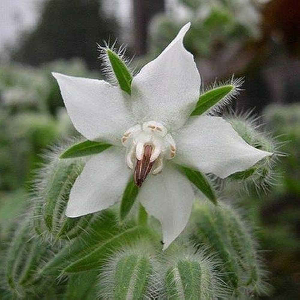 Borage White Seeds for Planting – Heirloom, Non-GMO, High Germination Organic Garden Seeds for Herbs & Flowers