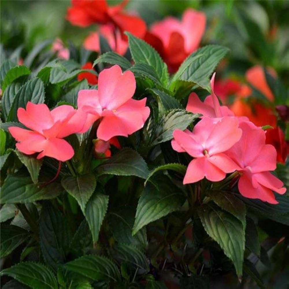 Walleriana Flower Seeds for Planting | Heirloom, Non-GMO, High Germination Organic Garden Seeds for Colorful Blooms