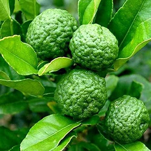 Thai Kaffir Lime Seeds for Planting – Heirloom, Non-GMO, High Germination Organic Seeds for Aromatic Citrus Leaves