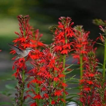 Flower Seeds, Seeds for Planting, Plant Seeds