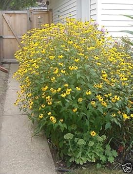 Flower Seeds, Seeds for Planting, Plant Seeds