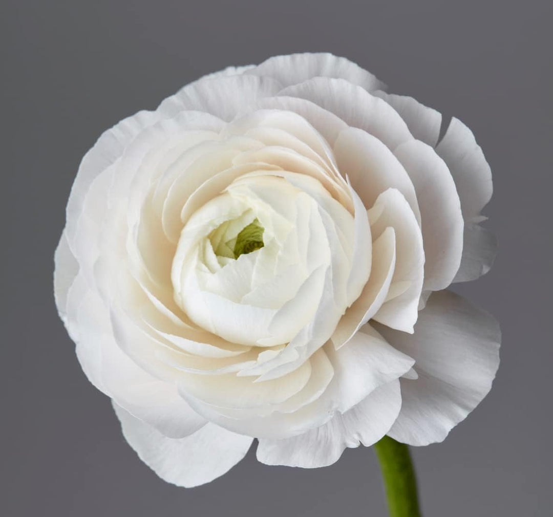 Flower Seeds, Seeds for Planting, Plant Seeds