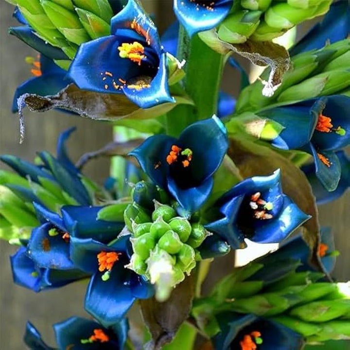 Blue Puya Venusta Heirloom Non-GMO Plant Seeds – Exotic Flower Seeds for Garden Planting