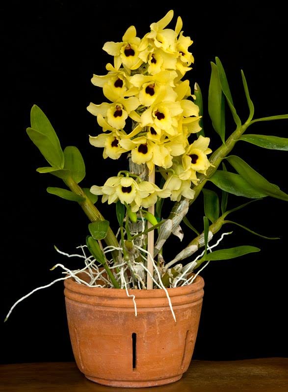 Yellow Dendrobium Orchid Plant Seeds for Planting