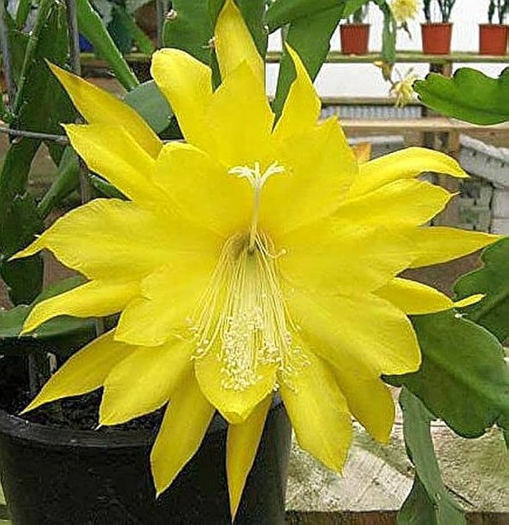 Yellow Epiphyllum Oxypetalum Flower Seeds for Planting – Heirloom, Non-GMO, High Germination Cactus Seeds