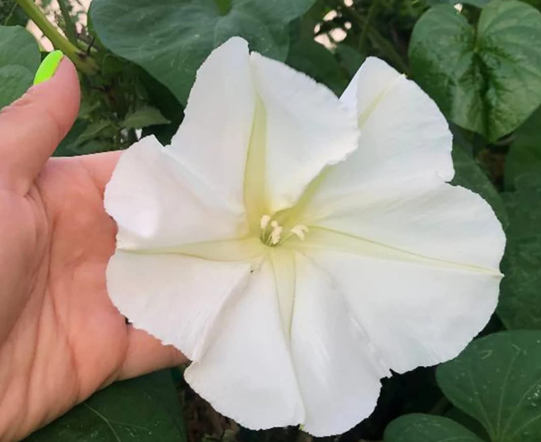 moonflower seeds planting Scented Moonflower For Planting Flower Seeds for Landscape Organic Garden  Blooms – Neeraseeds