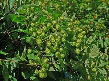 planting hop seeds Dorado Hop Seeds for Planting – Heirloom & Non-GMO, High Germination O – Neeraseeds