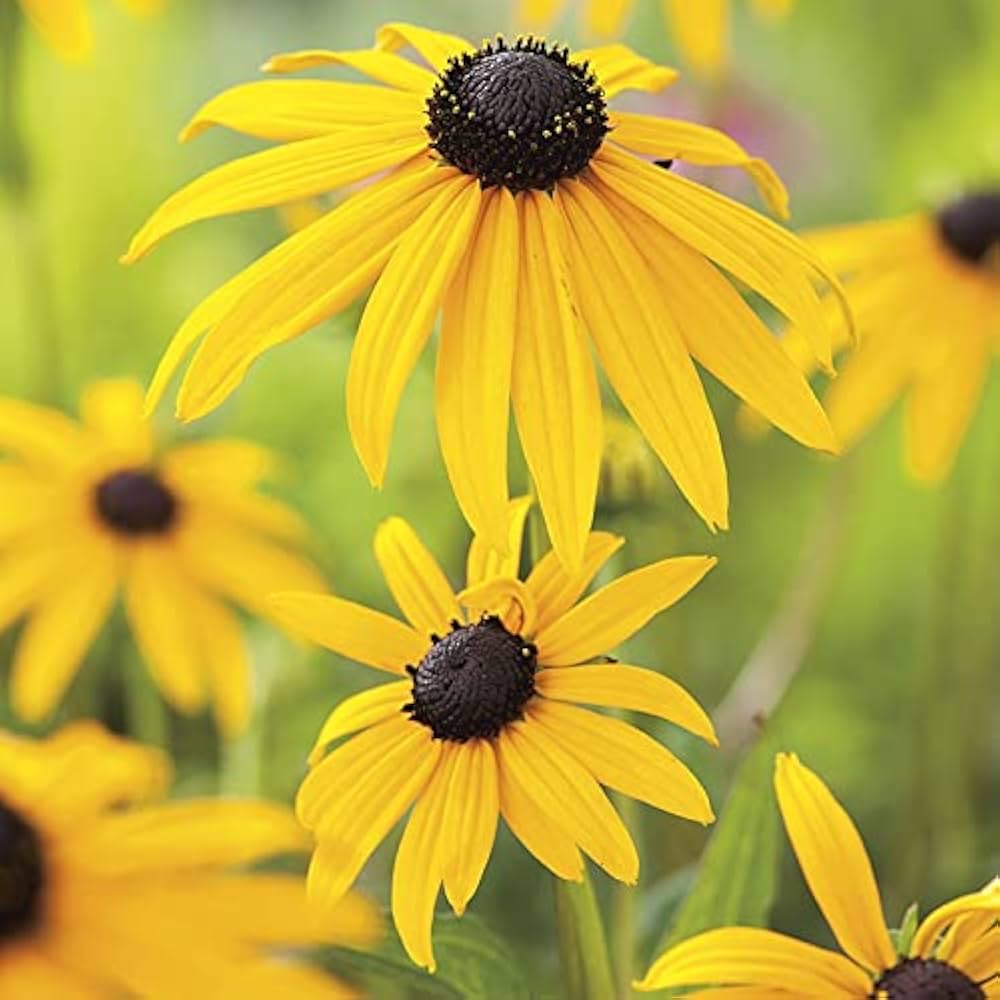 Yellow Goldsturm Flower Seeds for Planting – Hardy Perennial Black-Eyed Susan Variety