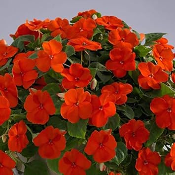 Flower Seeds, Seeds for Planting, Plant Seeds